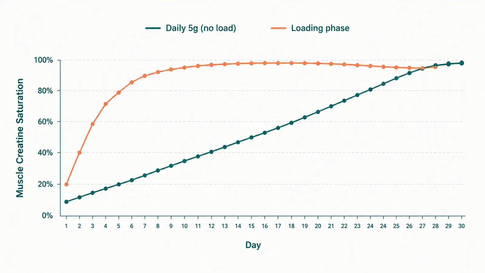 Simple timeline chart showing creatine saturation levels over 30 days with a daily 5g maintenance dose versus a 7-day loading phase
